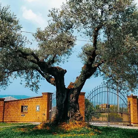 Holiday home Casolare L'antico Olivo *